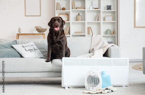 Cute Labrador dog on sofa n...