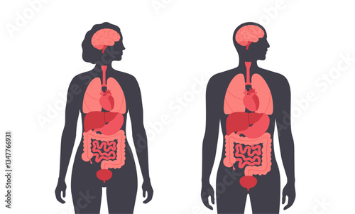 Human internal organs