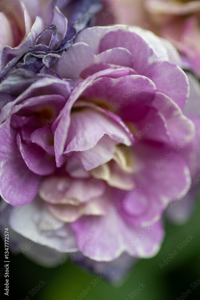 Obraz premium Close of Pink Primula Flowers
