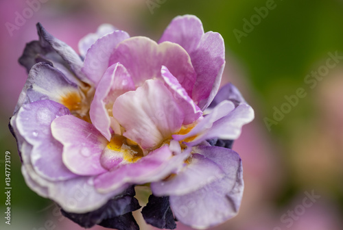Close of Pink Primula Flowers