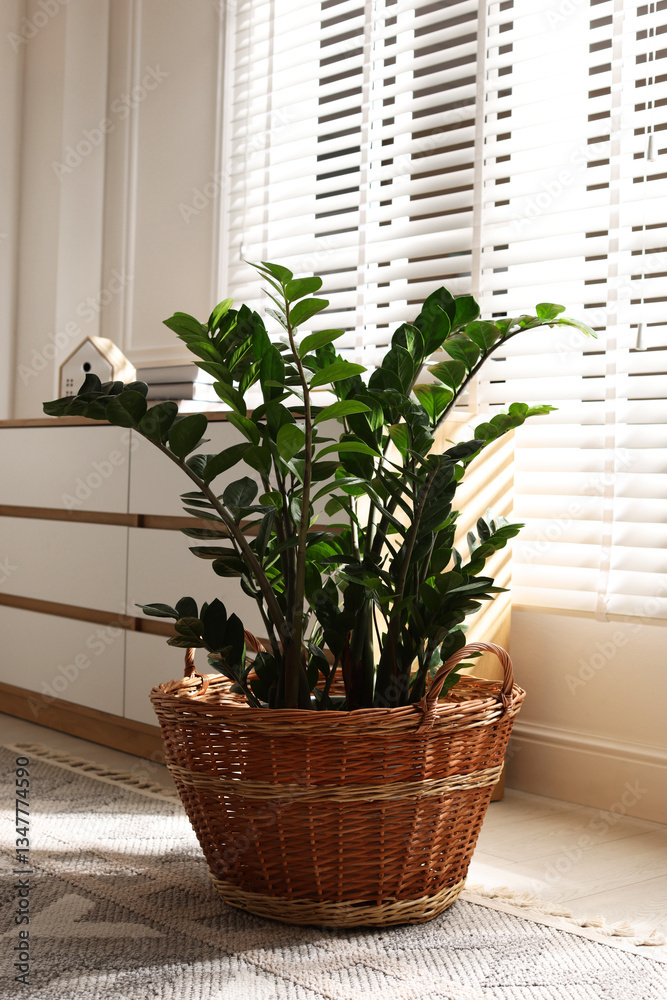 Fototapeta premium Wicker basket with beautiful houseplant in living room
