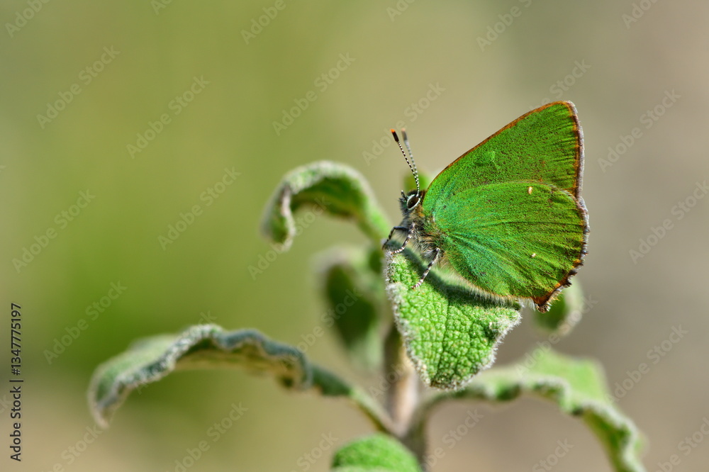 Fototapeta premium Callophrys rubi 1293