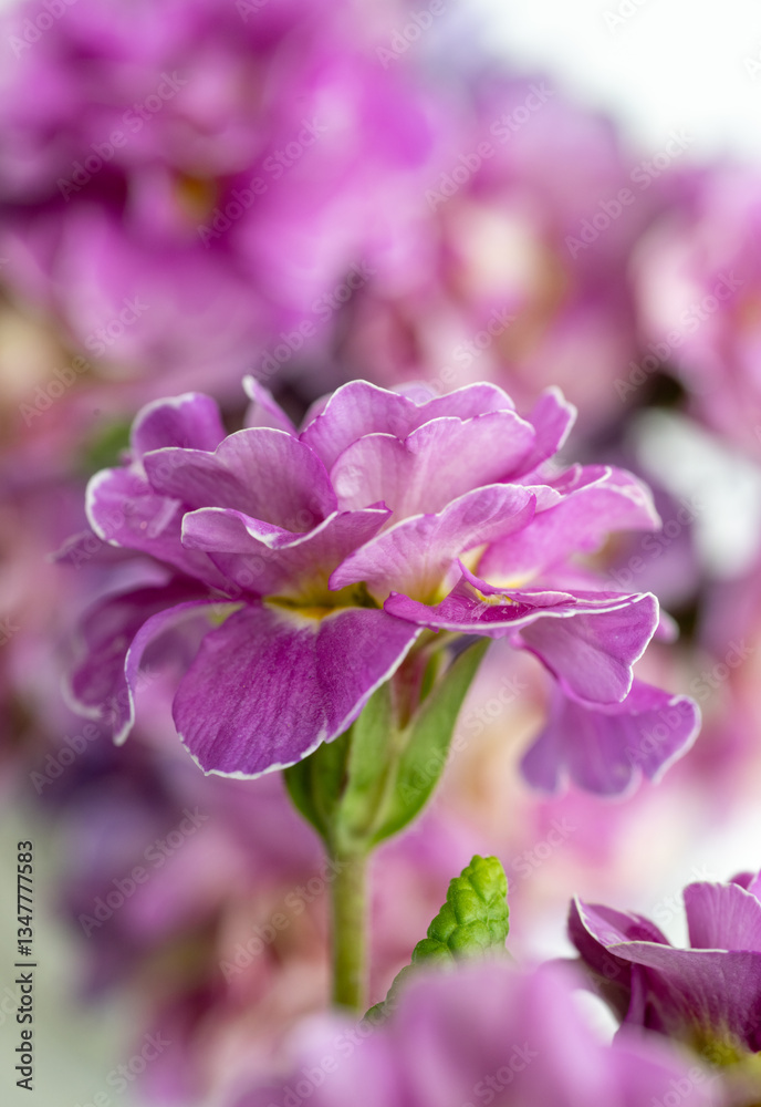 Obraz premium Close up of Pink and Mauve Flowers of Primula 