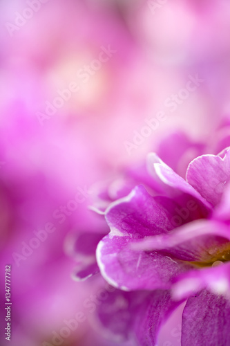 Close up of Pink and Mauve Flowers of Primula 