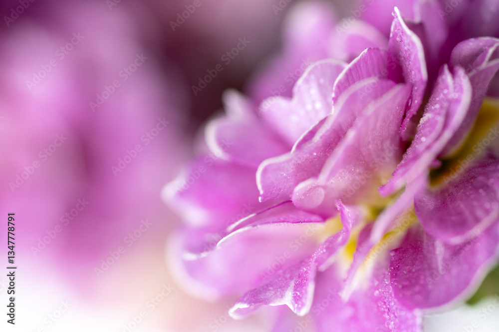 Fototapeta premium Close up of Pink and Mauve Flowers of Primula