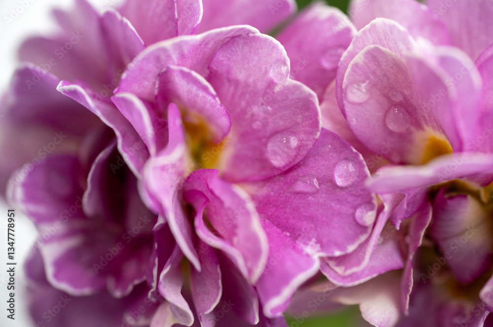 Close up of Pink and Mauve Flowers of Primula Close up of Pink and Mauve Flowers of Primula