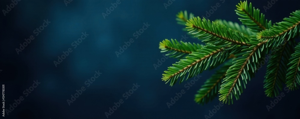 Obraz premium Branches of a evergreen tree against a dark blue background, trunk, snow, winter