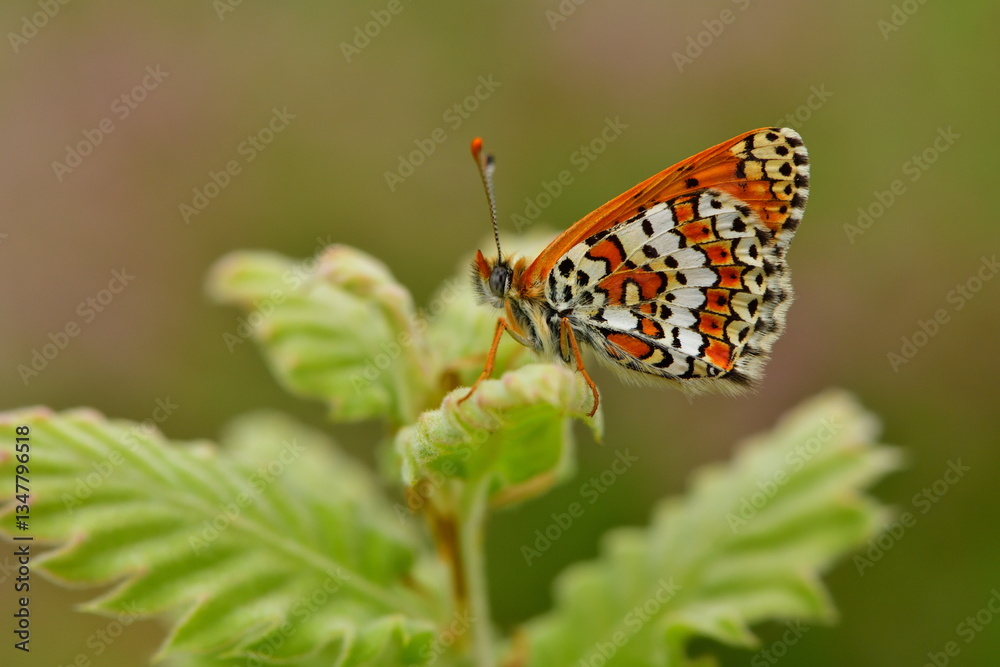 Obraz premium Melitaea cinxia 1296