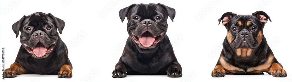 Happy Black Pug with Playful Expressions Happy Black Pug with Playful Expressions