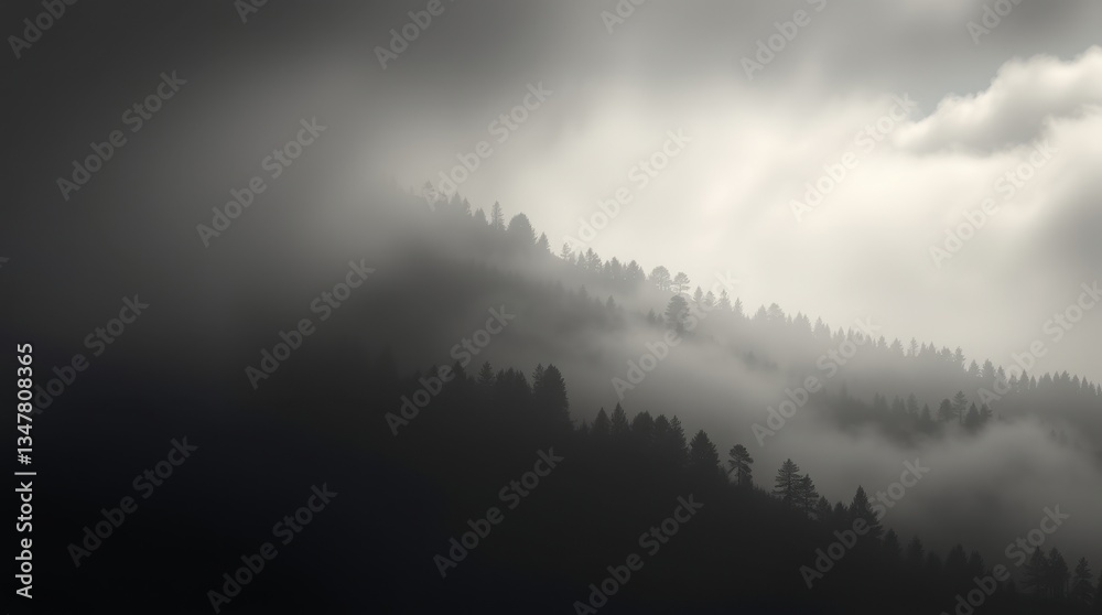 Naklejka premium Mysterious Foggy Forest Landscape in Black and White