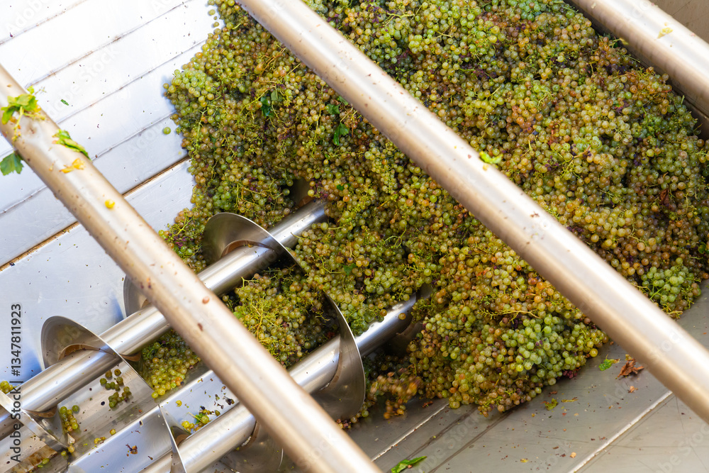 Fototapeta premium Modern winery with steel barrels and mechanical destemmer crushing ripe white grapes