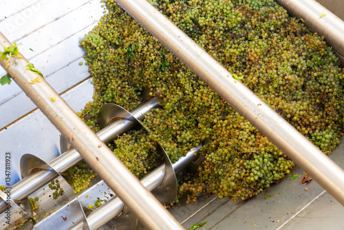 Modern winery with steel barrels and mechanical destemmer crushing ripe white grapes