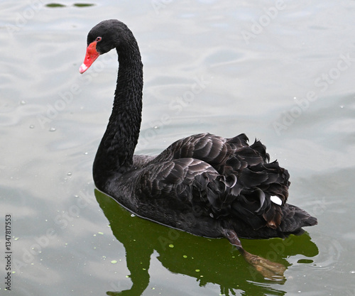 un bonito cisne negro en un lago photo