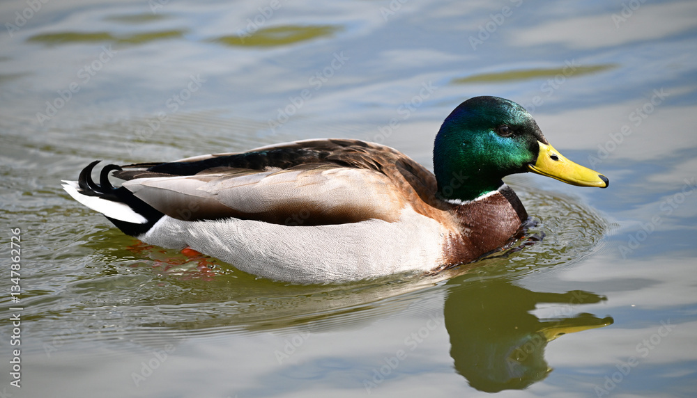 a beautiful mallard on a lake a beautiful mallard on a lake