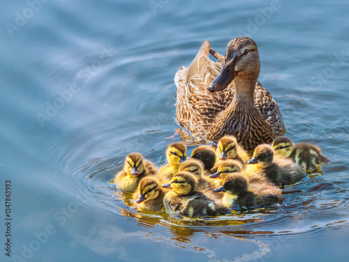 Carta da parati female mallard duck with ducklings swimming on  lake surface ( Anas platyrhyncho