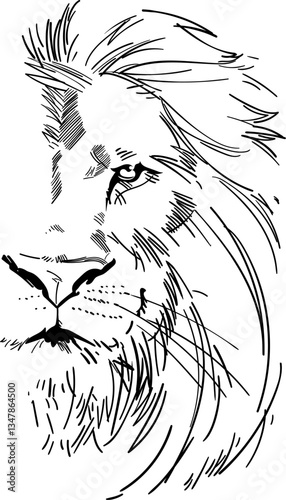 Vector illustration - Lion head with thin lines - Lion of Judah - The King - The Power - The savior messiah - King of the jungle and safari - Lion drawing
