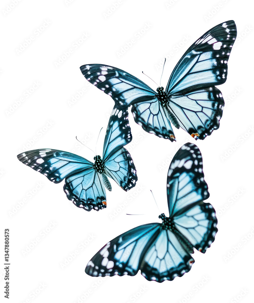 Obraz premium PNG Soft blue of four butterfly flying butterflies insects invertebrate.