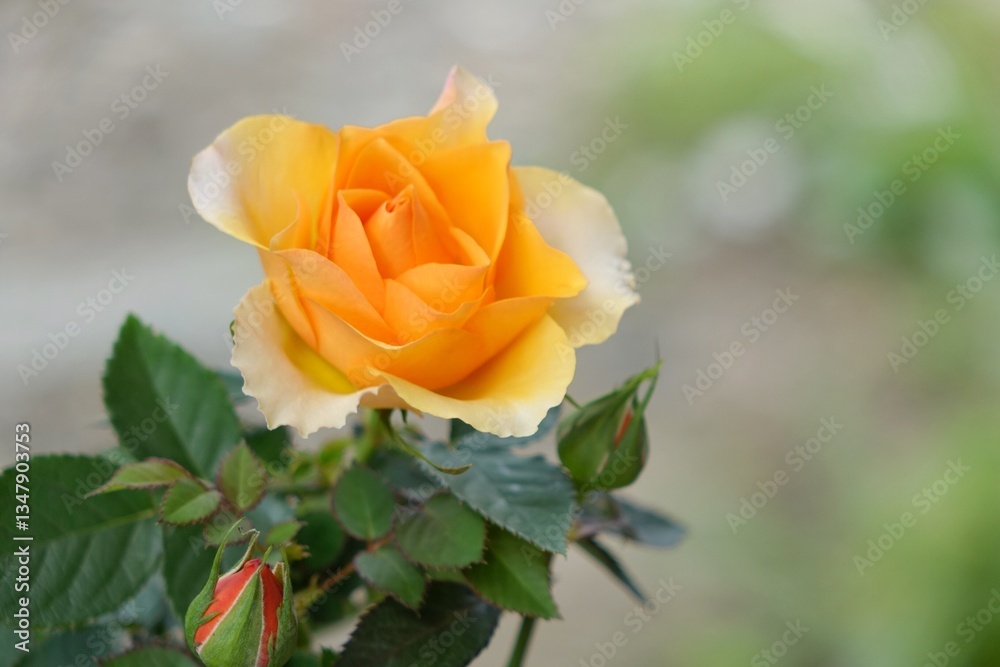 黄色の薔薇 黄色の薔薇
