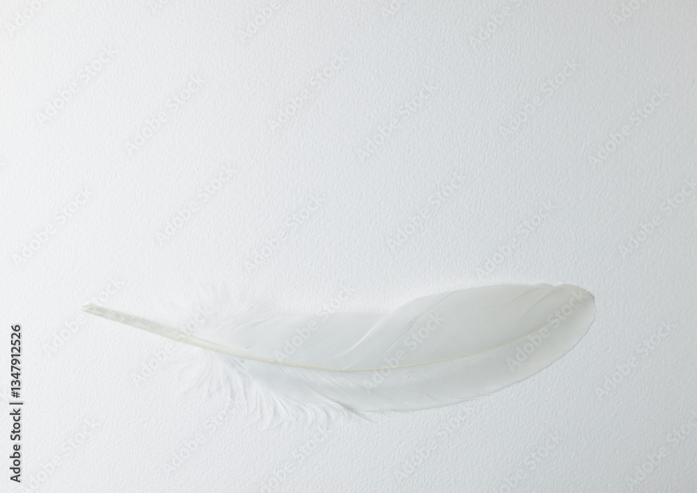Obraz premium 白い羽根の背景