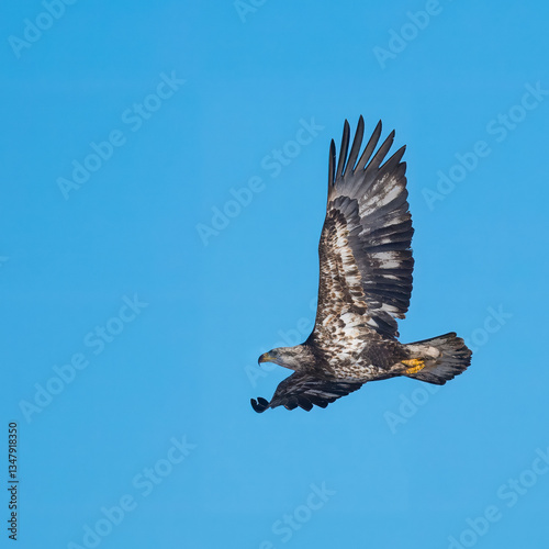 bald eagle