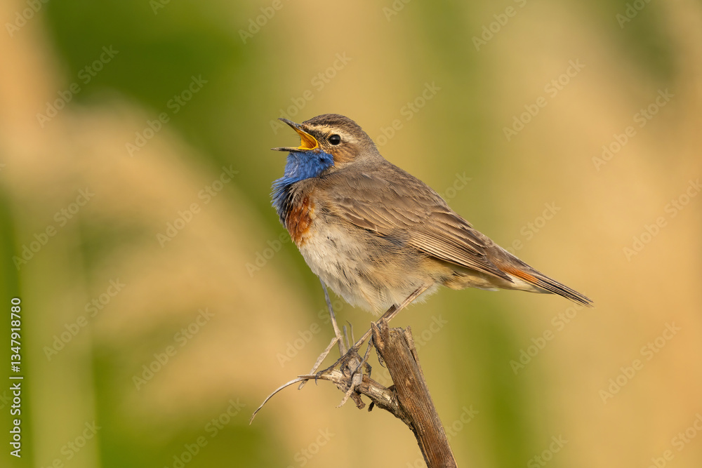 Fototapeta premium Bluethroat (Luscinia svecica). Singing from a Branch. Marshland Habitat. Vibrant Throat Patch Displaying in Morning Light.