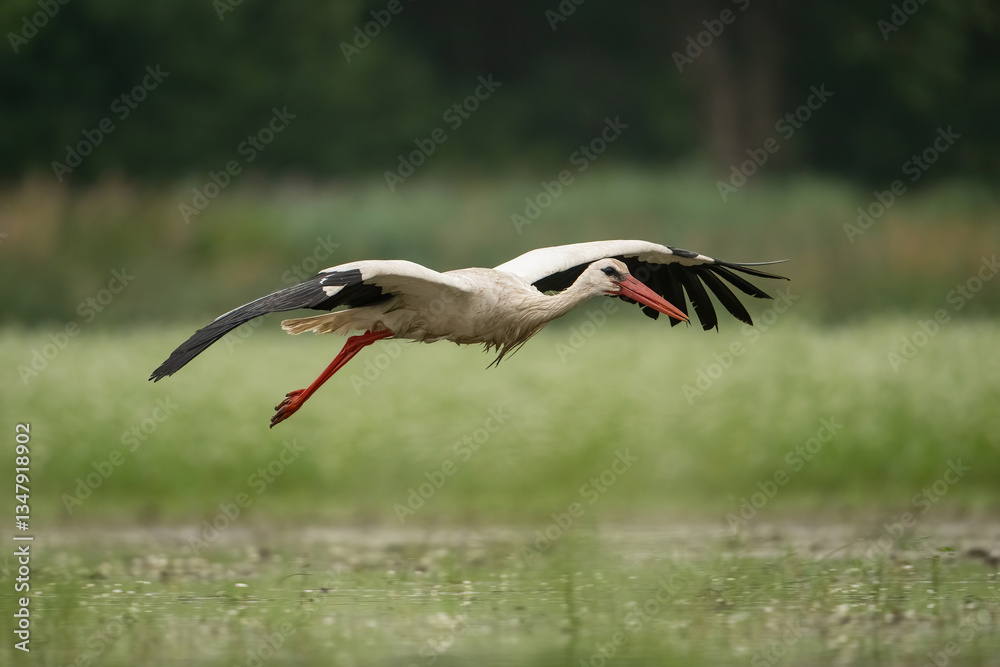 Naklejka premium White Stork (Ciconia ciconia). Graceful Flight Over Wetland. Open Marshland. Long Wings and Focused Gaze.