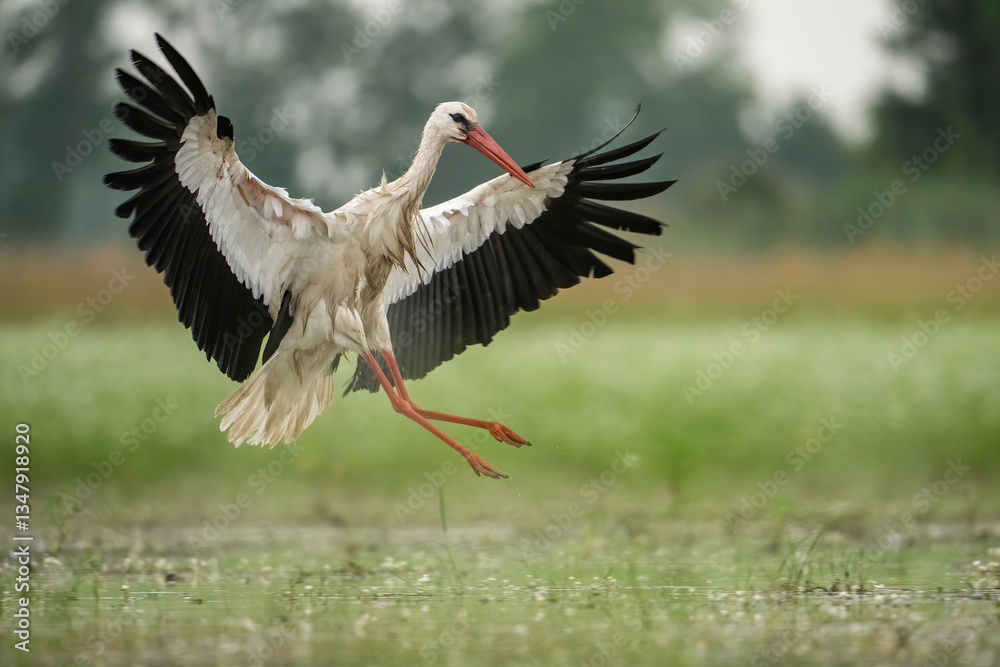 Naklejka premium White Stork (Ciconia ciconia). Dramatic Landing with Outstretched Wings. Lush Marshland. Dynamic Pose and Sharp Precision.