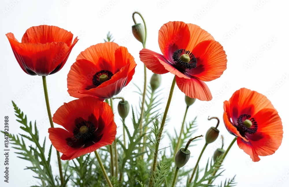 Fototapeta premium Red poppy flowers isolated on white backdrop. Close-up of delicate petals, green stems, fresh buds, leaves. Floral design for spring, beauty, nature, wedding, greeting cards.
