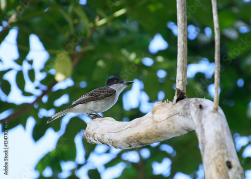 bird