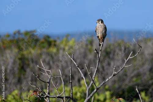 bird