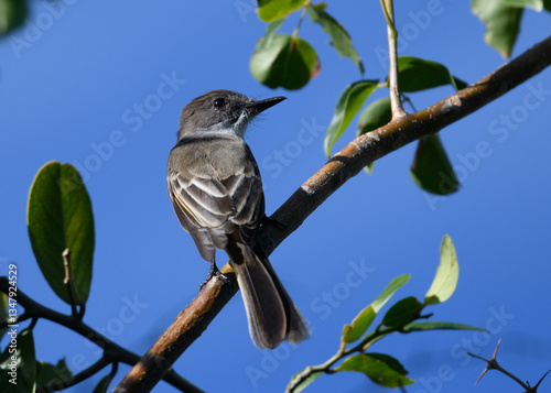 bird
