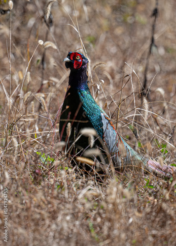 green pheasant