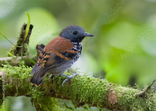 antbird
