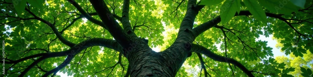 Fototapeta premium Large leafy branches above a massive hollow in the trees canopy, leaves, forest, natural hollow