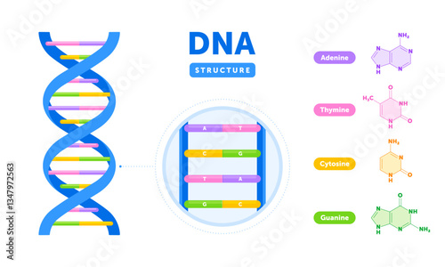 DNA with double helix, nucleotide base pairs (adenine, thymine, cytosine, guanine) and their chemical structures. Science, biology and genetics concept. Flat infographic isolated on white background