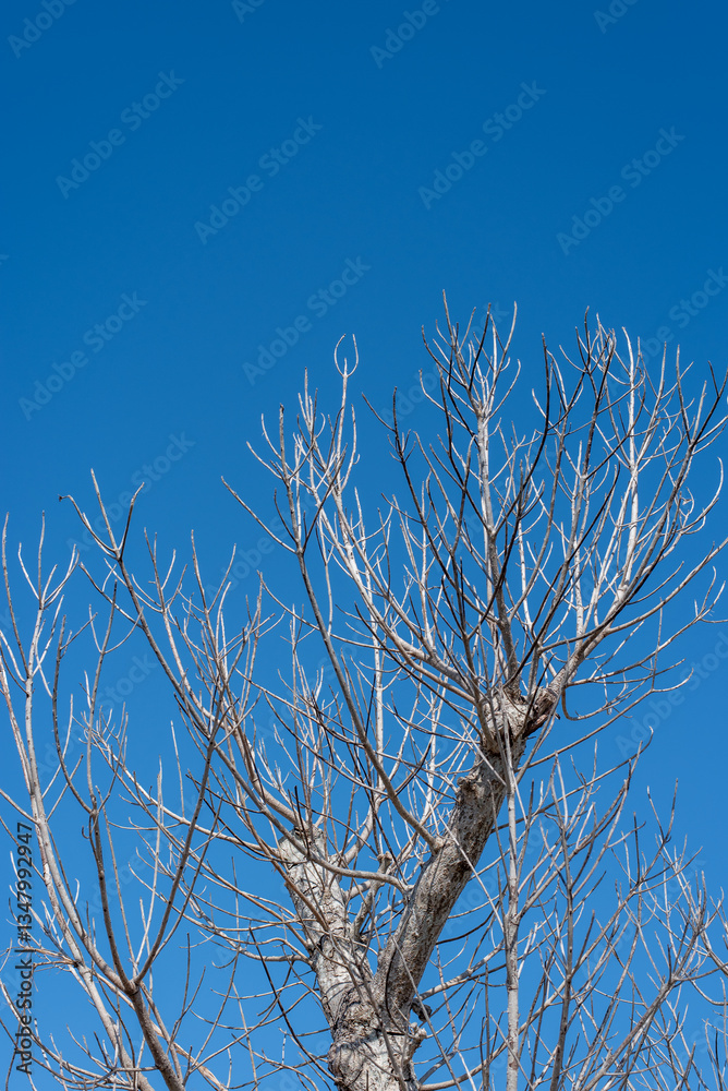 Obraz premium 快晴の空と葉のない木々