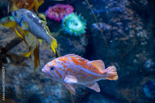 Mesmerizing view of the vibrant marine life inside The National Aquarium, Abu Dhabi