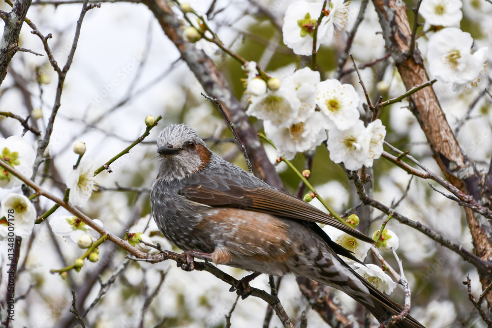 梅の花とヒヨドリ 梅の花とヒヨドリ