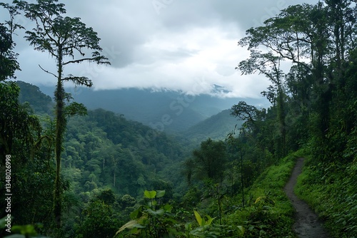 Overcast Sky Over a Lush Green Forest with a Quiet Tranquil Vibe photo