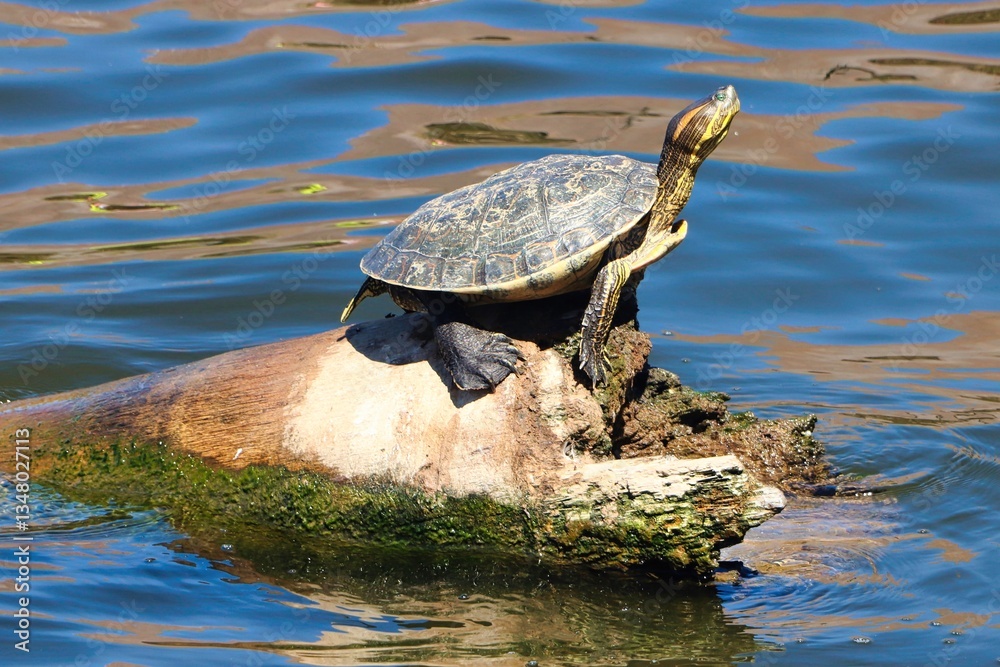 Fototapeta premium Mazatlan, Mexico