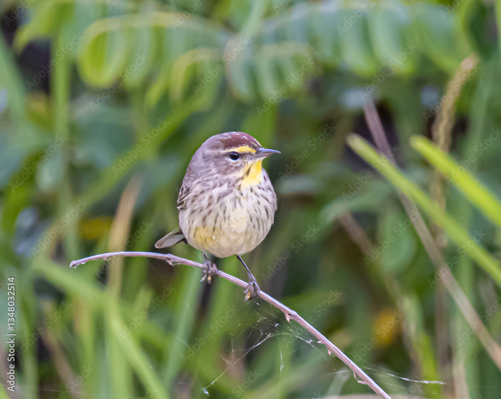 Fototapeta premium Palm Warbler perched on a branch