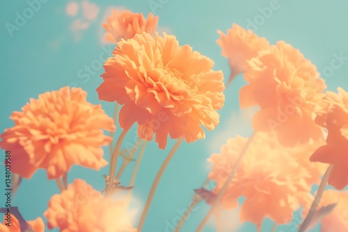 Bright Orange Marigold Flowers Against a Soft Blurred Background photo