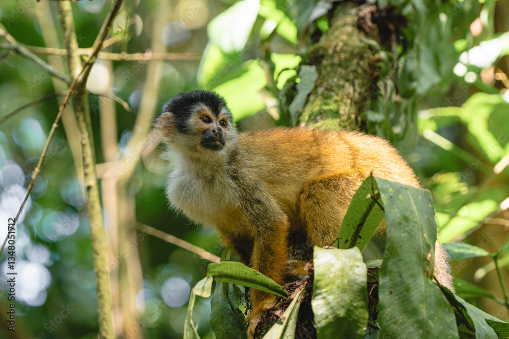 Fototapeta premium Squirrel monkey on tree branch in the Costa Rican jungle