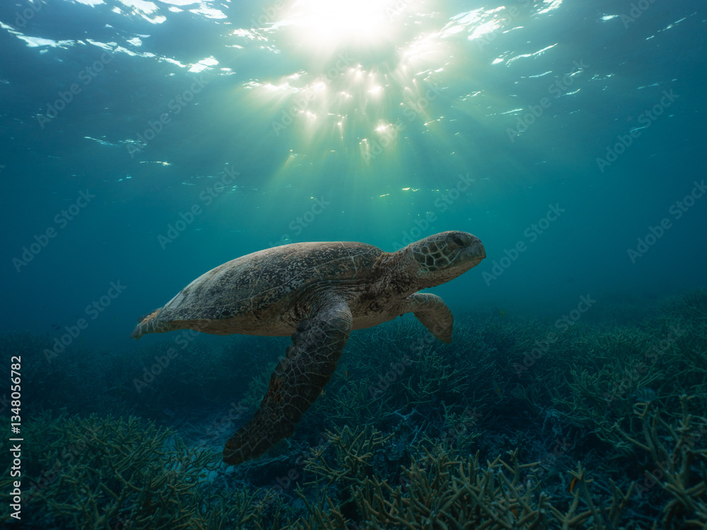 Obraz premium Tortuga con rayos de sol