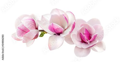 tender pink magnolia flowers isolated on transparent background