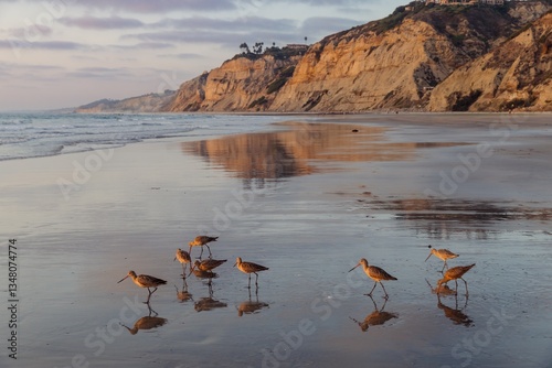 Sandpipers forage for food on the beach at sunset in  La Jolla Shores Beach, La Jolla, California, USA. The birds are searching for small invertebrates in the wet sand near the ocean.