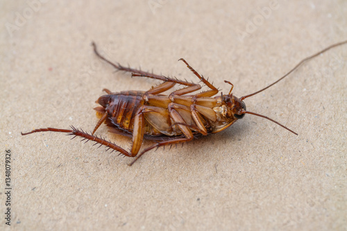 Obraz na płótnie Cockroach infestation control strategies urban home infographic indoor close-up pest management w salonie