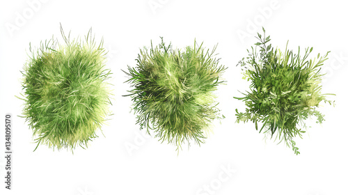 green grass isolated on white background, Set of watercolor tree top view for landscape plan and architecture layout  