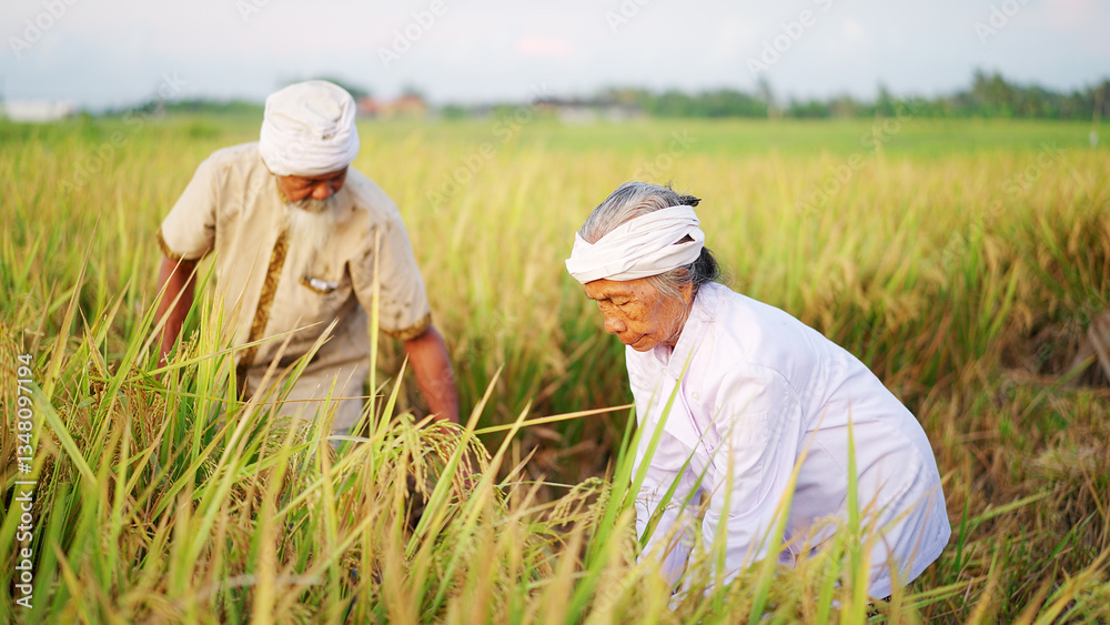 Old asian couple farmers on paddy plantation harvesting rice grain in Bali Indonesia, man and woman, traditional dress, women agriculture Old asian couple farmers on paddy plantation harvesting rice grain in Bali Indonesia, man and woman, traditional dress, women agriculture