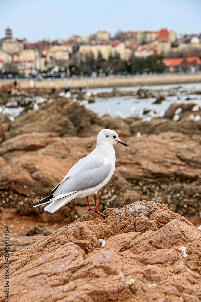Fototapeta premium Seagulls on the coast